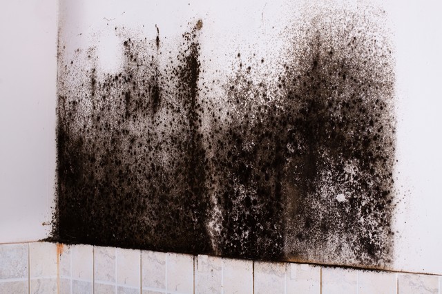 The Truth About Black Mold!: We often hear about black mold in the media. This article explores the topic of black mold, explaining what exactly it is, why it grows, and the potential health consequences of exposure, listing the top 15 health issues that black mold, also known as Stachybotrys, causes.