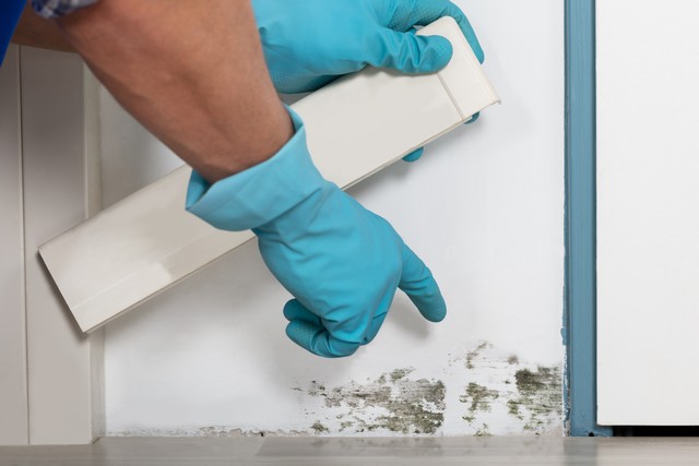 Top 7 Places You Will Find Mold In Your Home! - The biggest problem posed by mold is that it can be hidden. This is a cause for concern because of the health and structural issues mold poses. In this article, we explain why mold is growing, conditions required to help it grow, and the top 7 areas that you will most likely find mold growing.