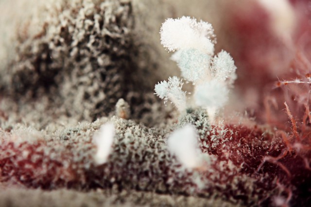 Mold Facts!