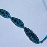 Alternaria Mold