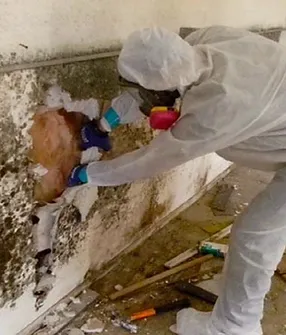 mold remediation