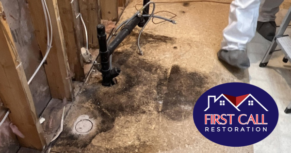 mold removal Hyde Park