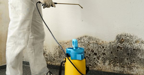 What Do Professionals Use For Mold Remediation? - First Call Restoration